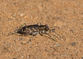 Oblique-lined Tiger Beetle