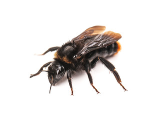 live bumblebee isolated
