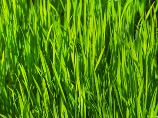 Fototapeta na wymiar lush grass texture