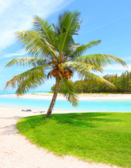 Tropical beach and palm trees with coconuts, blue sea and sunny sky on a background.  Ile Aux Cerfs Island ( Mauritius Island, Africa) on Indian Ocean.