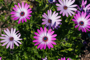 Fototapeta na wymiar Bright purple flowers with shallow depth of field