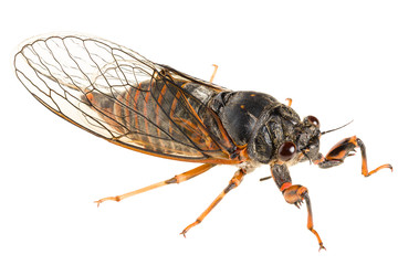 The Cicadetta montana or New Forest Cicada isolated on white background, lateral view.
