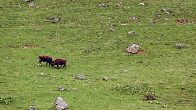 Fight of ox