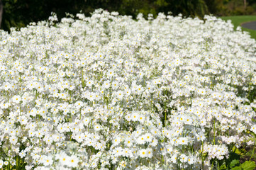 Fototapeta premium Cute white flowers with yellow middle part