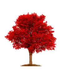 autumn red elm tree, isolated over white
