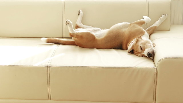 Beagle sleeping on the couch and twirls with his tail when notices somebody