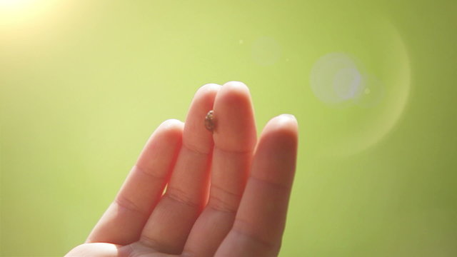 A ladybug crawls around on the child's palm