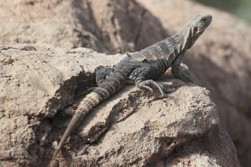 Desert Iguana (Dipsosaurus dorsalis)