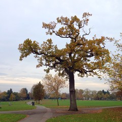 tree in a park