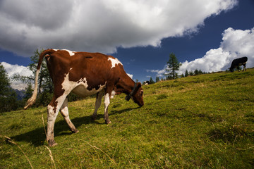 Cow grazing in a meadow, mountain landscape on background