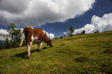 Fototapeta na wymiar Cow grazing and mountain landscape