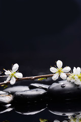 Fototapeta na wymiar Still life with Cherry blossom, with therapy stones 
