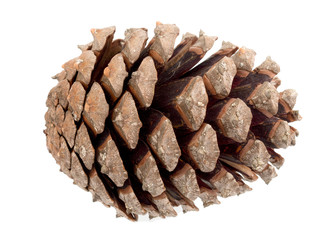 Pine cone isolated on white.