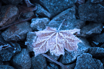 Blatt mit Eiskristallen