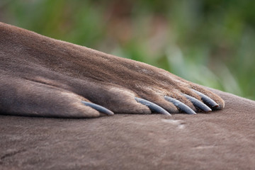 elephant seal with close up view