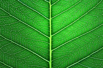 pho  leaf