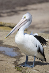 Fototapeta na wymiar Pelican at seashore