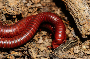 Millipede