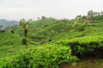 Fototapeta na wymiar Tea plantations in munnar india