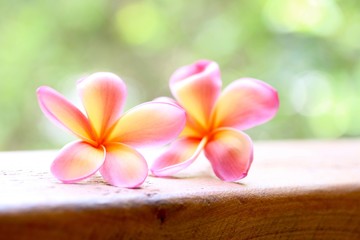 Pink Frangipani Flower 