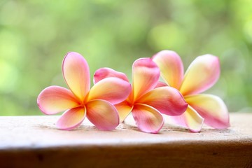 Pink Frangipani Flower 