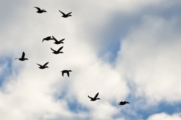 Flock of Ducks Silhouetted in a Cloudy Sky as They Fly