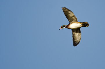 Male Wood Duck Flying in a Blue Sky