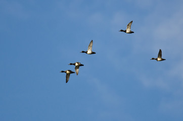 Flock of Ring-Necked Ducks Flying in a Blue Sky