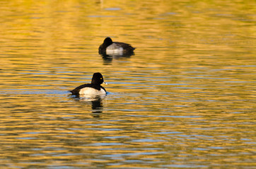 Ring-Necked Duck Swimming on a Golden Autumn Pond