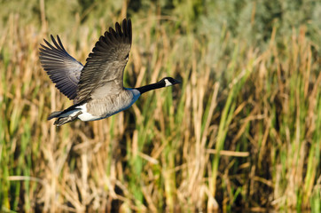 Canada Goose Flying Low Over the Water
