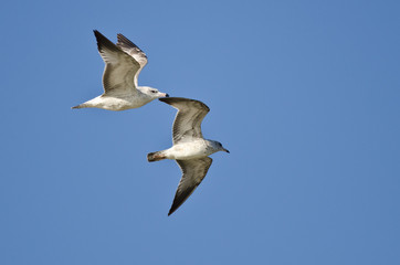 Fototapeta na wymiar Pair of Ring-Billed Gulls Flying in a Blue Sky