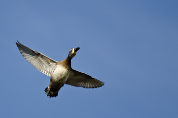 Female Ring-Necked Duck Flying in a Blue Sky