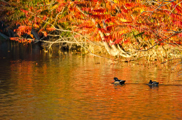 Pair of Wood Ducks Swimming in the Blaze of Autumn Color