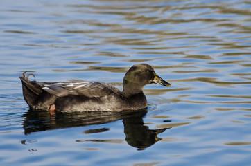 American Black Duck Swimming on the Blue Water