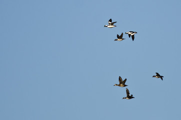 Flock of Bufflehead Ducks Flying in a Blue Sky