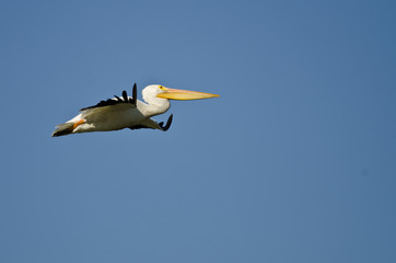 American White Pelican Flying in a Blue Sky