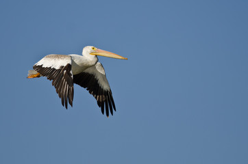 American White Pelican Flying in a Blue Sky