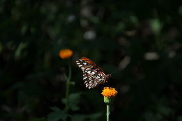 Mariposa de colores está parada en la flor.