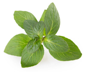 Fresh mint