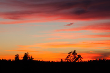 Obraz premium Tree silhouette and beautiful vibrant sunset clouds