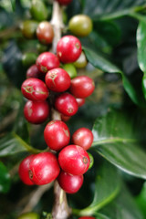 Obraz premium Coffee beans ripening on a tree.