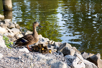 Color DSLR image of mother duck and baby ducklings
