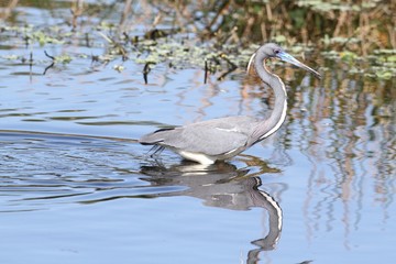 Tricolored Heron (Egretta tricolor)