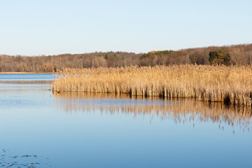 Color DSLR image of brown, autumn reeds in a calm pond
