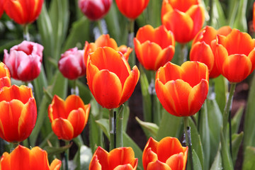 tulip flowers