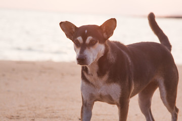 Dog on the beach