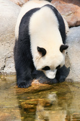 Panda near water