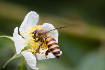 Bees with flowers
