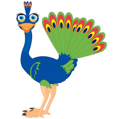 Cartoon of the bird peacock