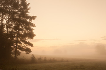 Misty meadow at dawn 